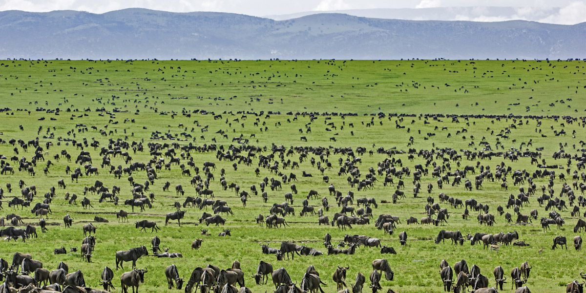 Wildebeest Herd during the calving season in Serengeti National Park, Tanzania