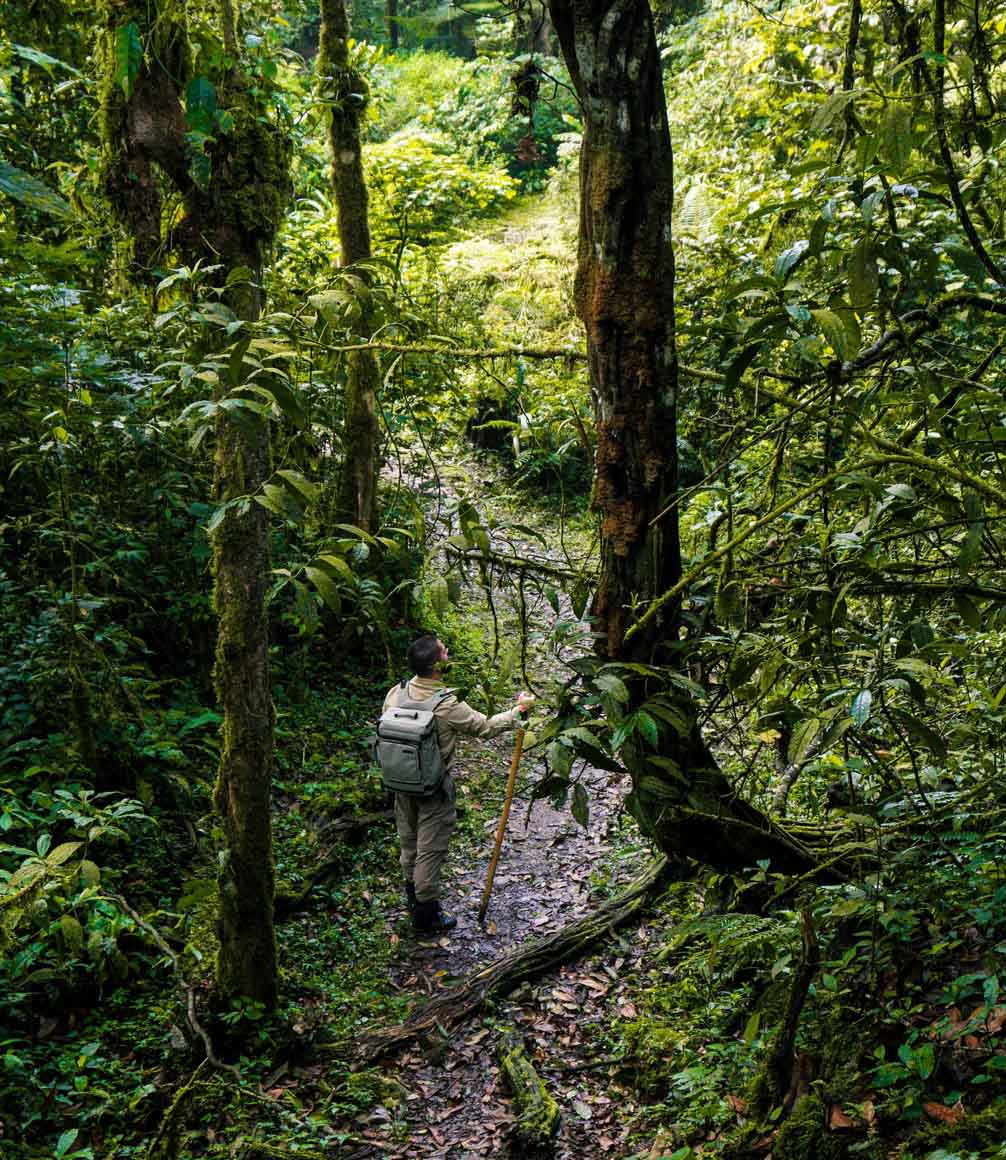 hiking in bwindi forest in uganda