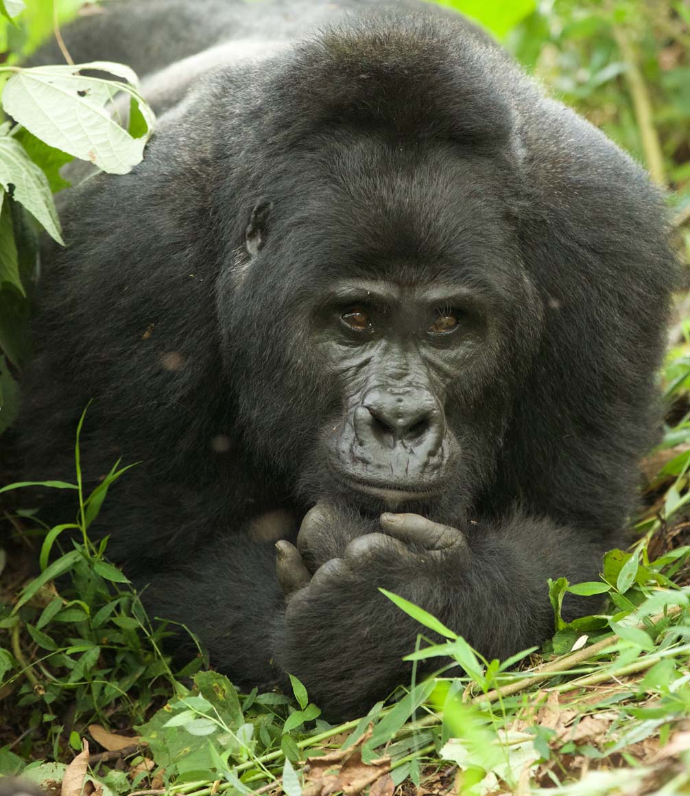 gorilla sighting in bwindi uganda