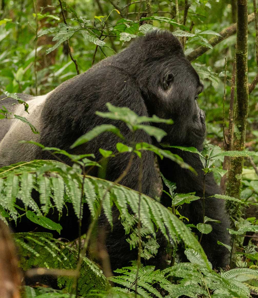 silverback gorilla sighted in uganda bwindi forest