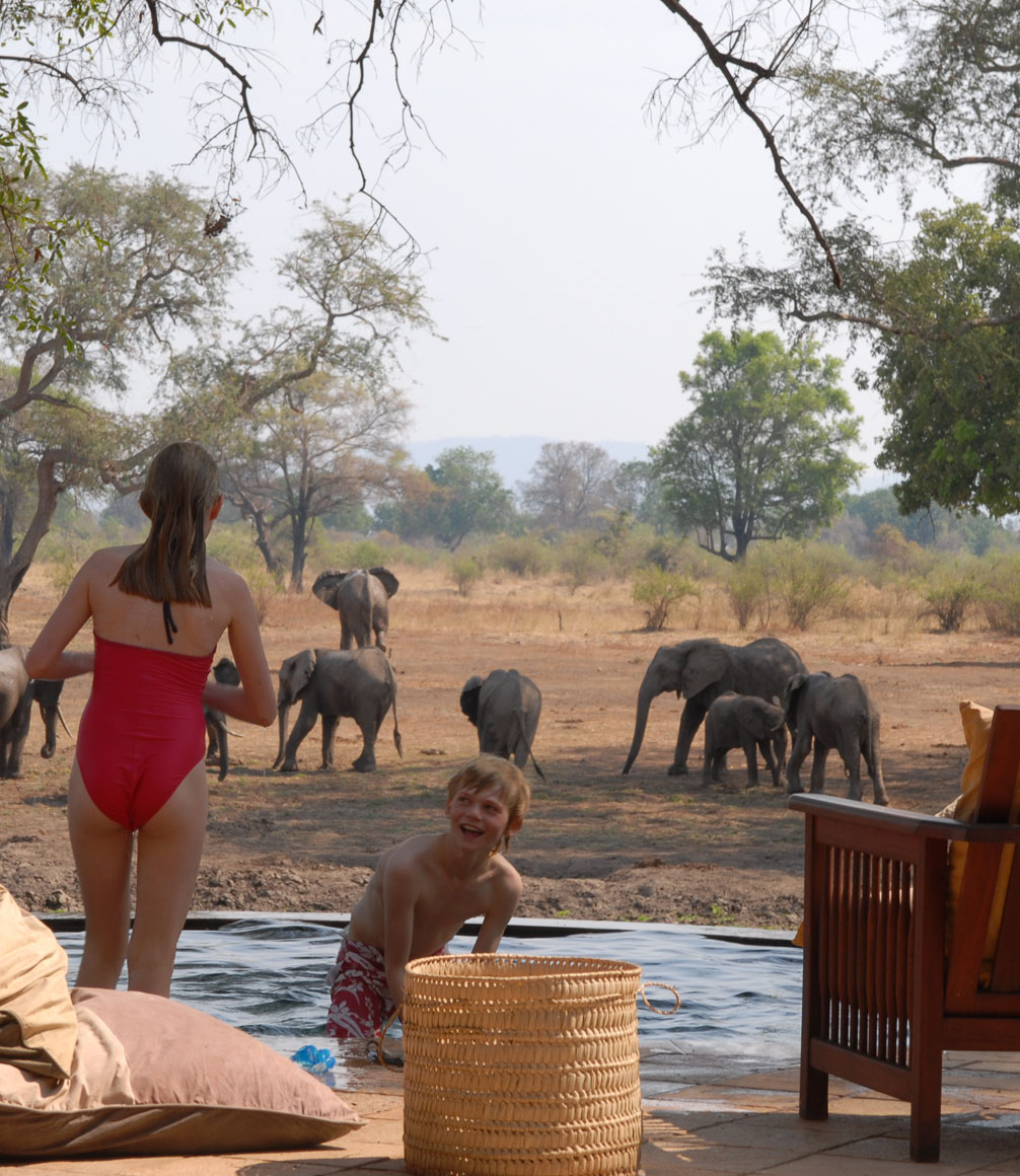 elephants sighted from the pool at the family oriented luangwa safari house