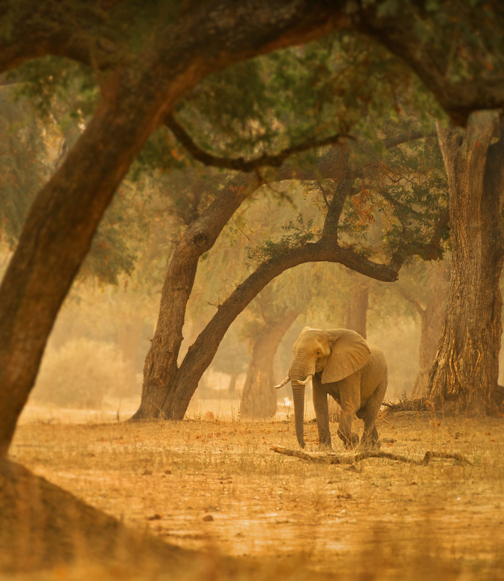 elephant in mana pools in zimbabwe