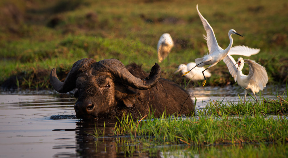 buffalo in okavango delta botswana captured by albie venter 