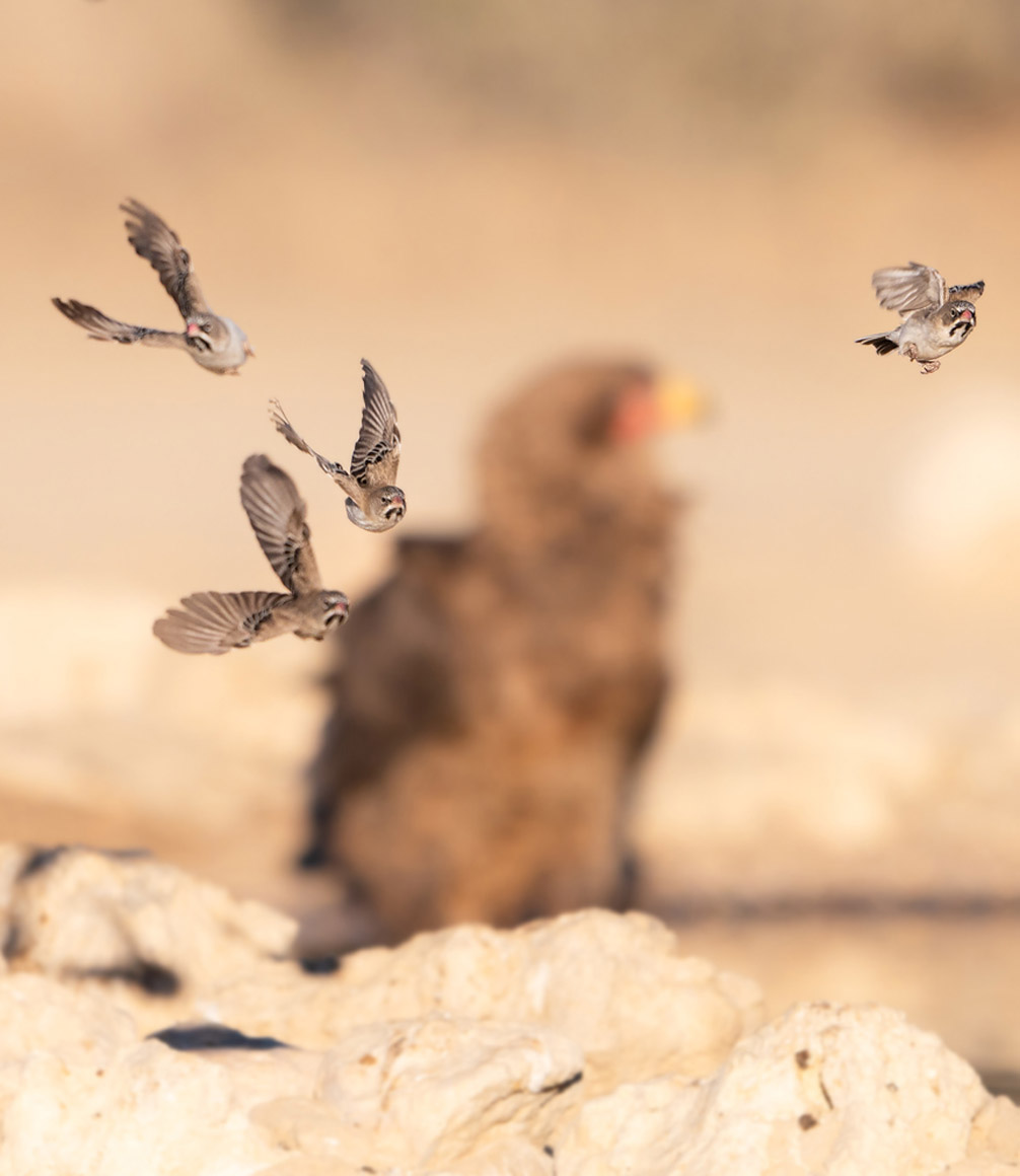 birds in flight in the kalahari desert botswana