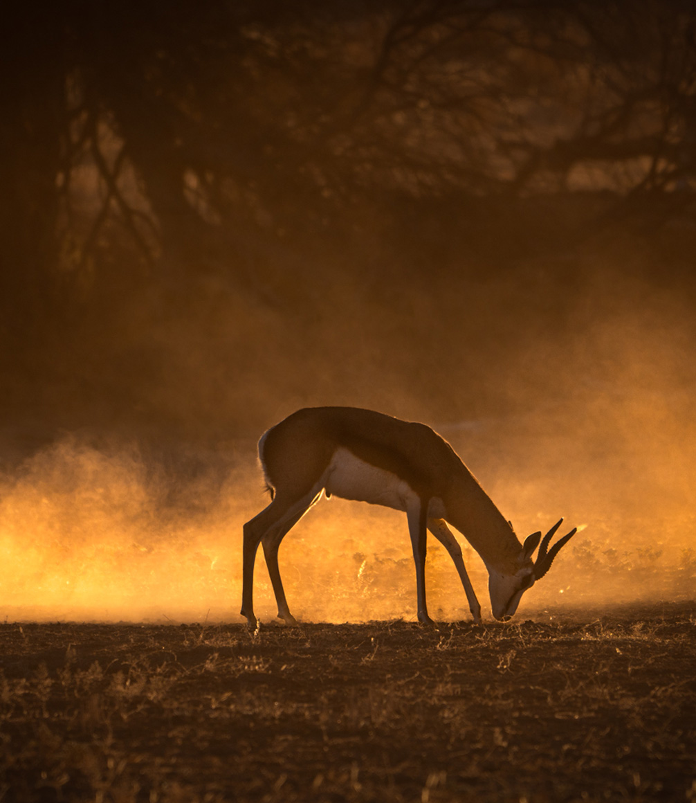 antelope backlit at sunset in the kalahari by albie venter