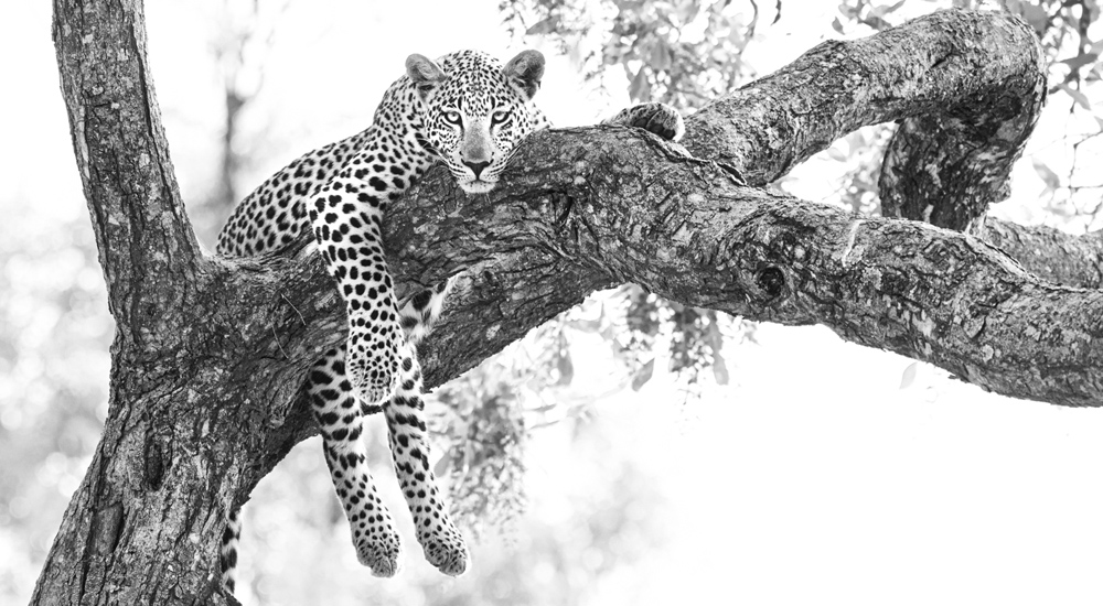 leopard lounging in a tree in the okavango delta in botswana photographed by albie venter