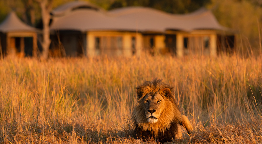 lion in the grass outside camp in the okavango delta botswana 