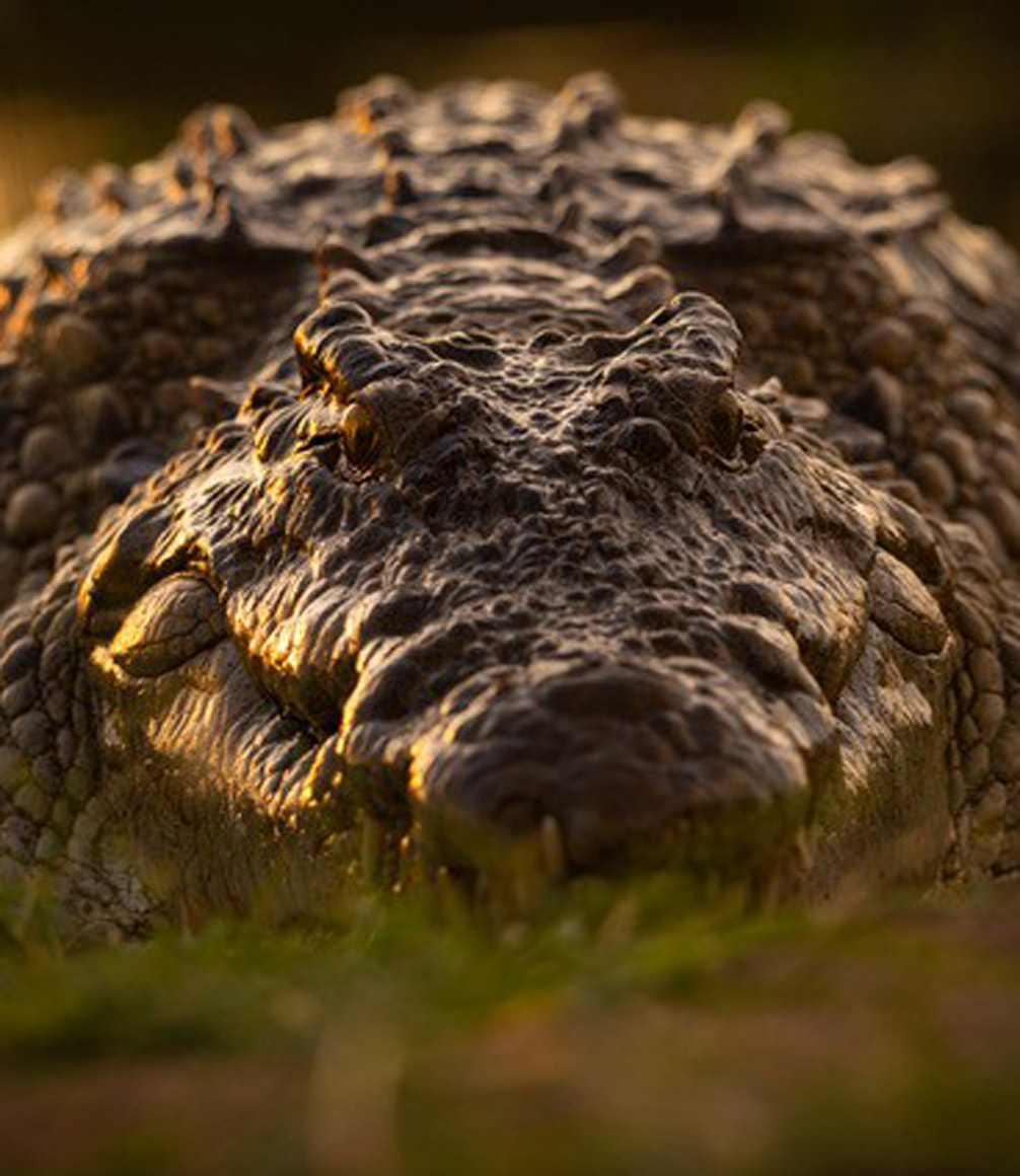 photo of a crocodile sighted on safari by albie venter