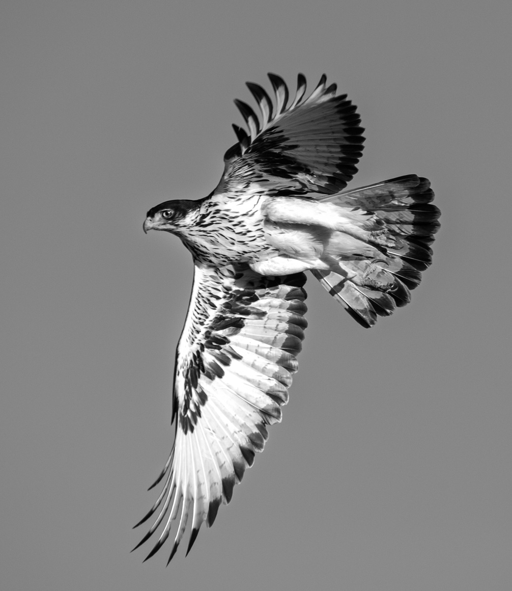 black and white photo of a hawk in flight by albie venter