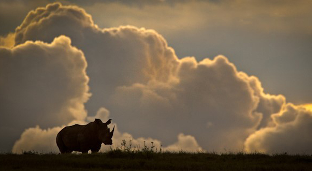 rhino sighted in laikipia kenya at sunset with cloud formations on the horizon