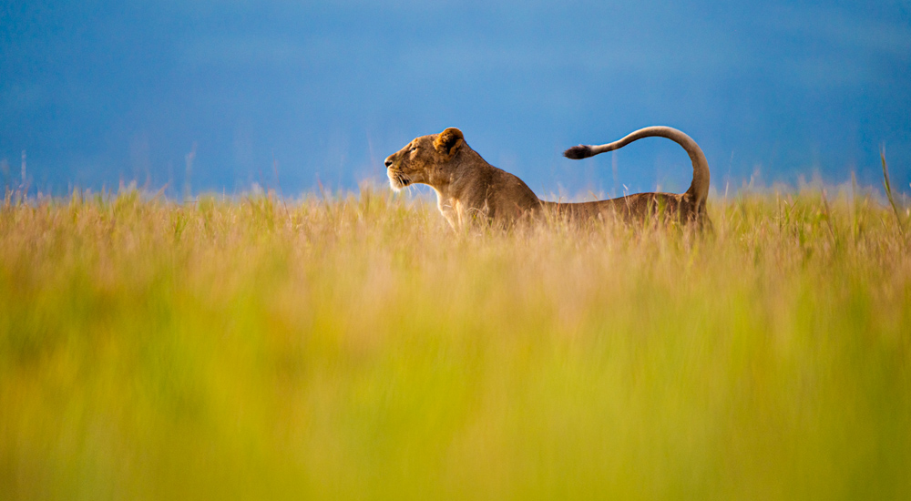 lion sighted in laikipia in lewa conservancy 