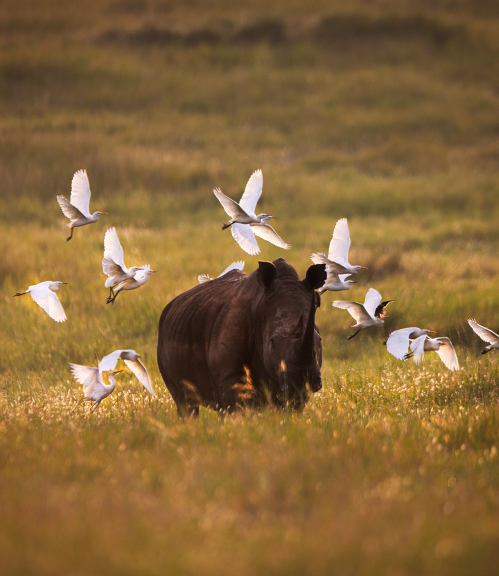 rhino in lewa conservancy kenya