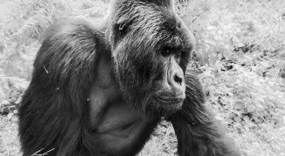 mountain gorilla image in black and white taken on safari in rwanda by albie venter