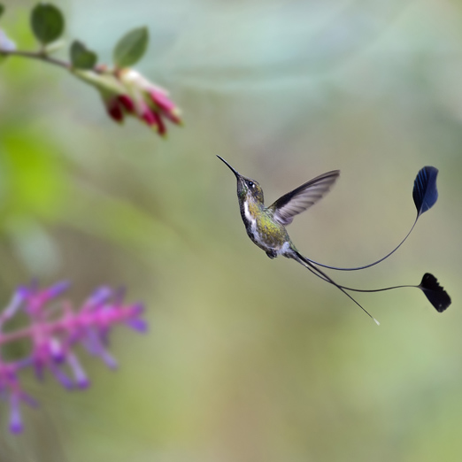 A Spatuletail hummingbird in flight about to get nectar from a flower in the Peruvian Andes.