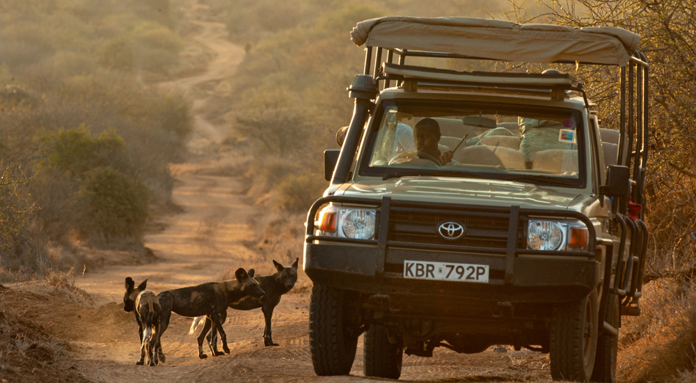 guests on game drive in south africa with wild dogs on the road taken by albie venter