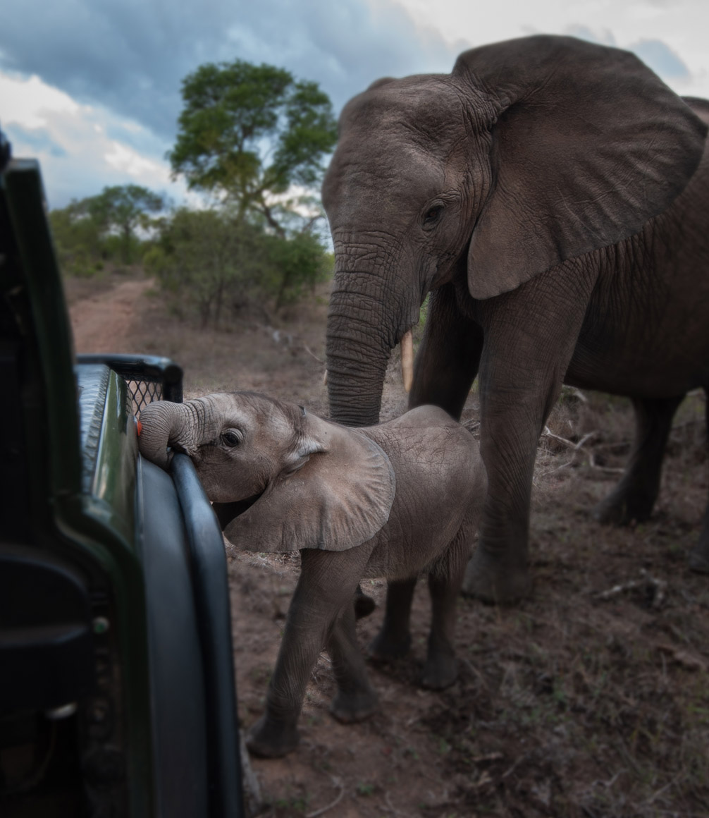 baby elephant investigating safari vehicle in sabi sands by albie venter