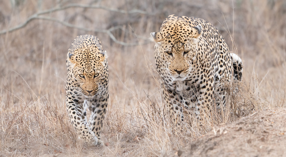 leopard sighted in south africa thornybush reserve by albie venter