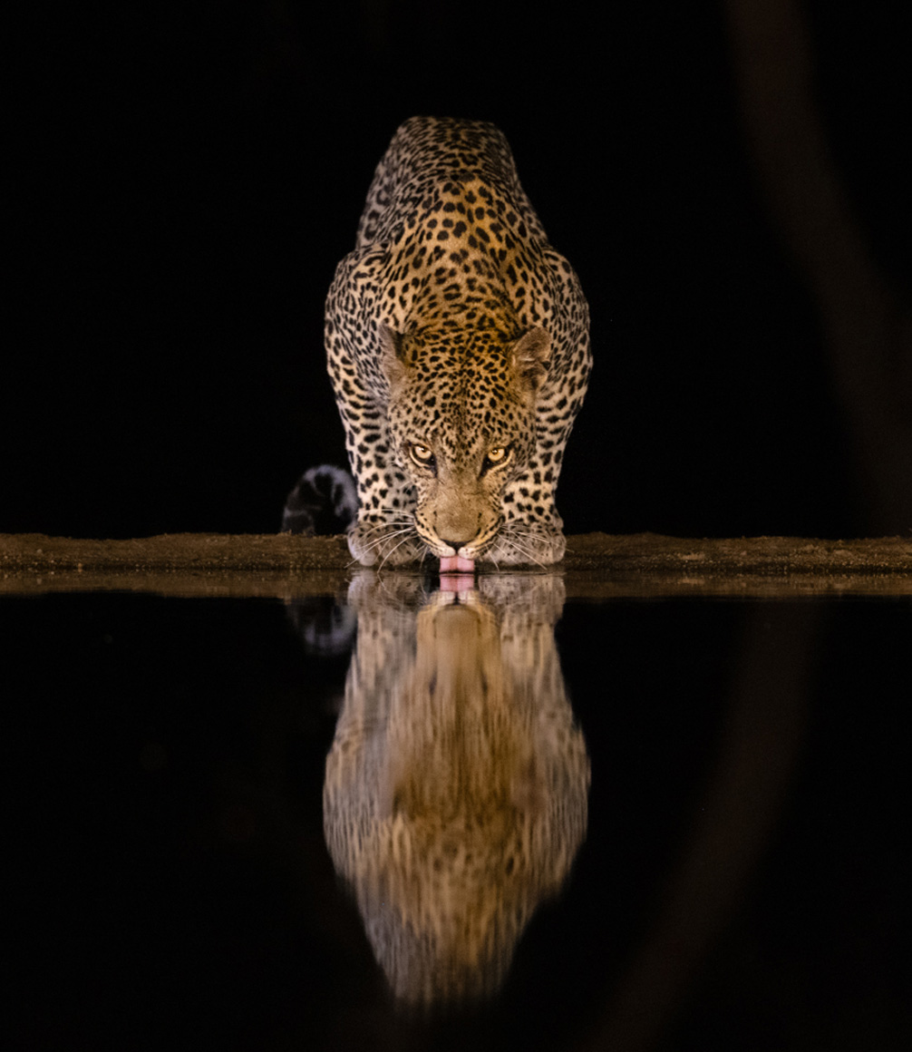portrait of leopard in timbavati reserve drinking from watering hole