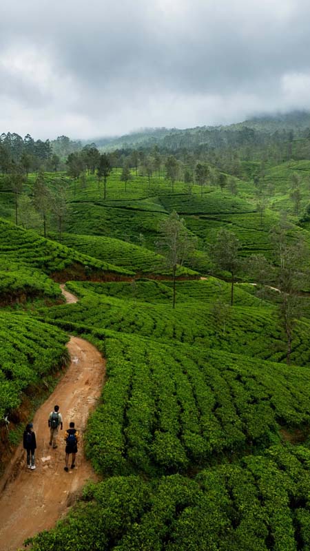 walking the pekoe trail through the central highlands of sri lanka