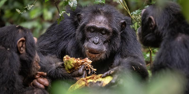 chimpanzees eating fruit in kibale forest uganda