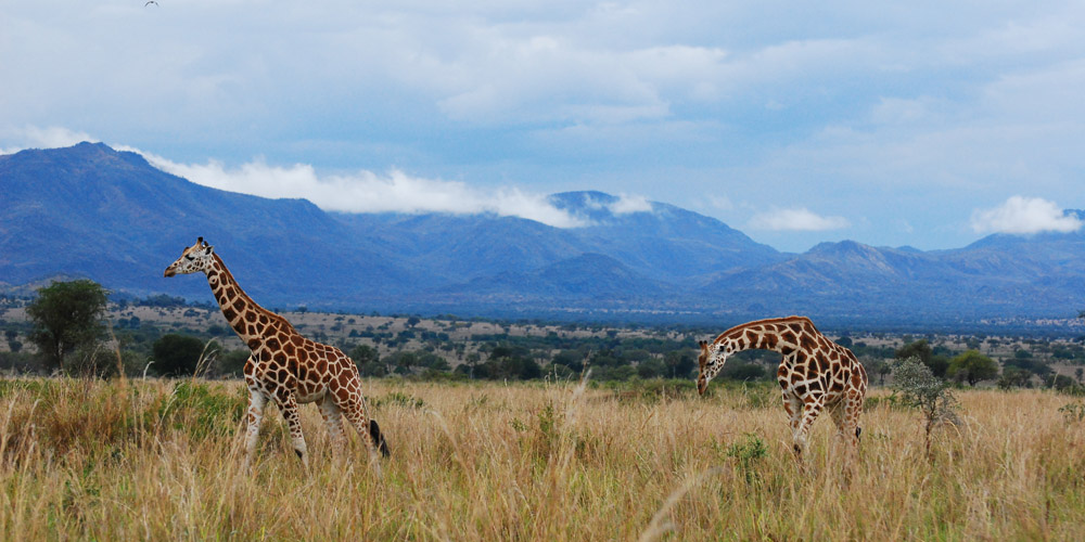 giraffe in kidepo valley national park uganda