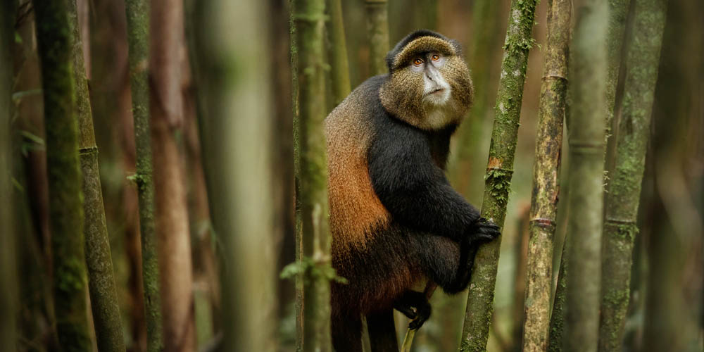 spotting a golden monkey on a safari in mgahinga np