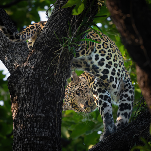 leopard in a tree in pench in india