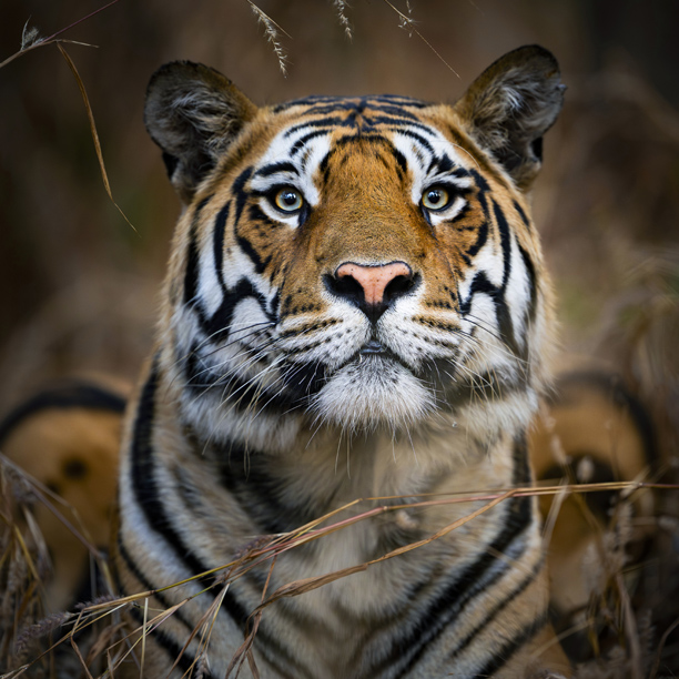 tiger in pench national park sighted from haldu tola villa