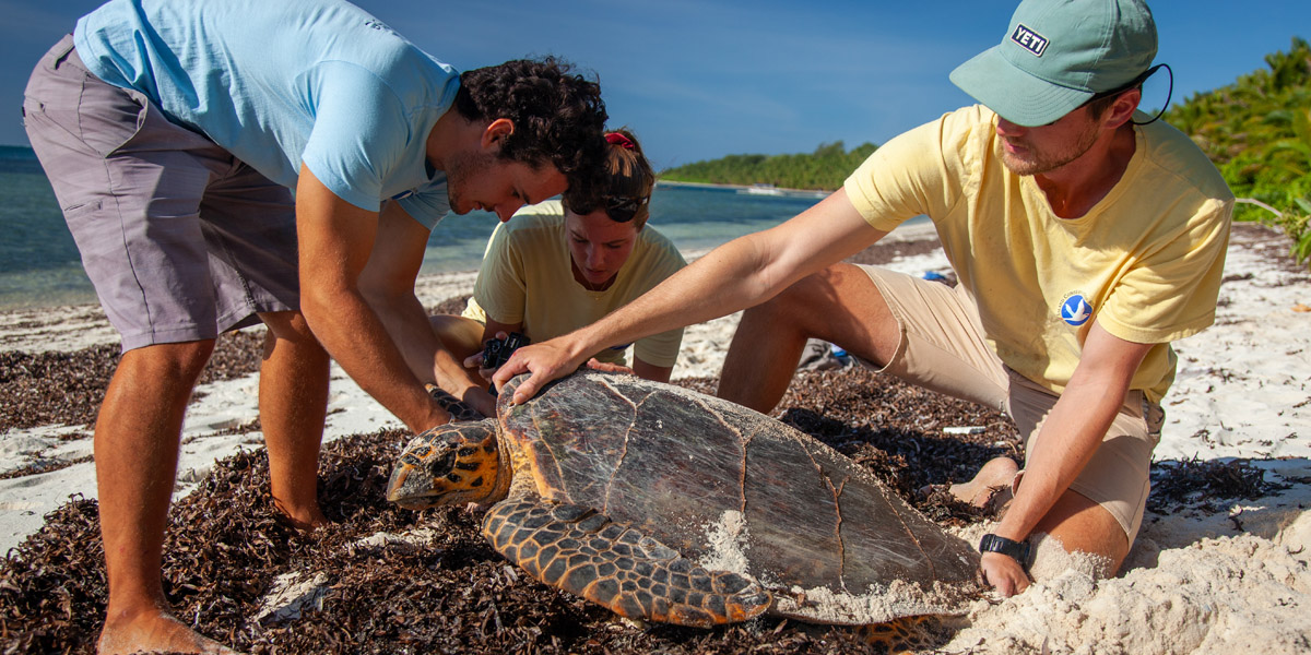 sea turtle conservation at alphonse island seychelles