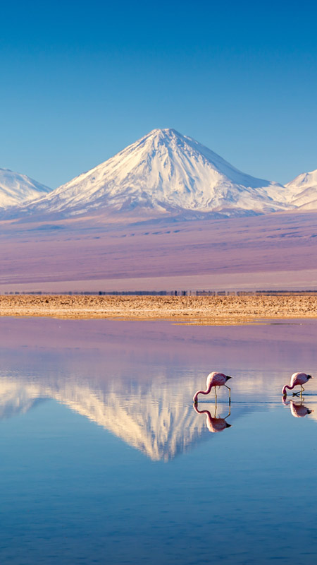 view of the atacama desert with mountains reflected in a soda lake and flamingoes wading