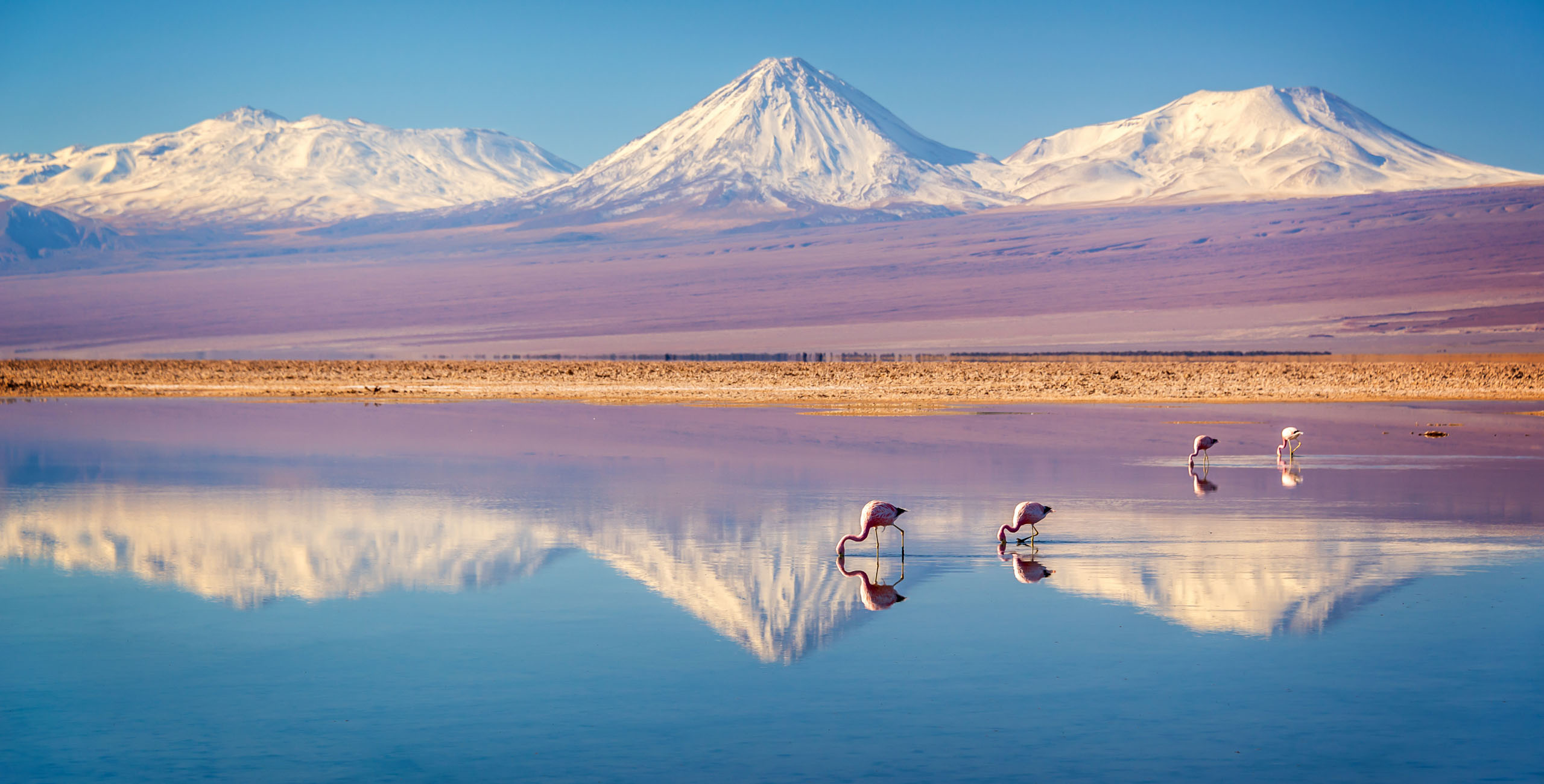 view of the atacama desert with mountains reflected in a soda lake and flamingoes wading