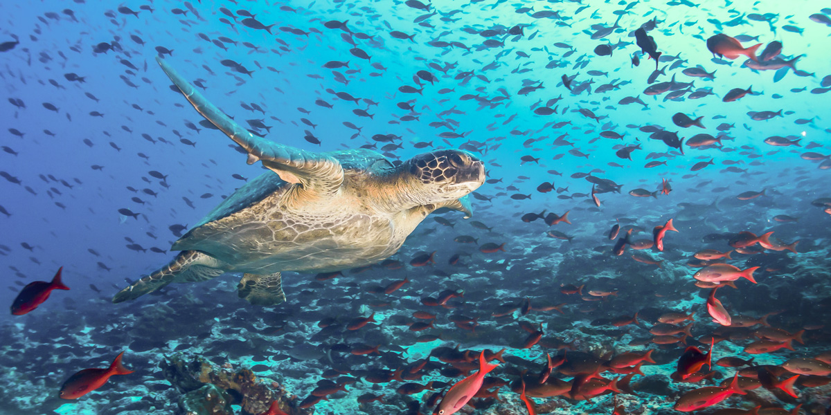 turtle swimming amongst fish in the galapagos