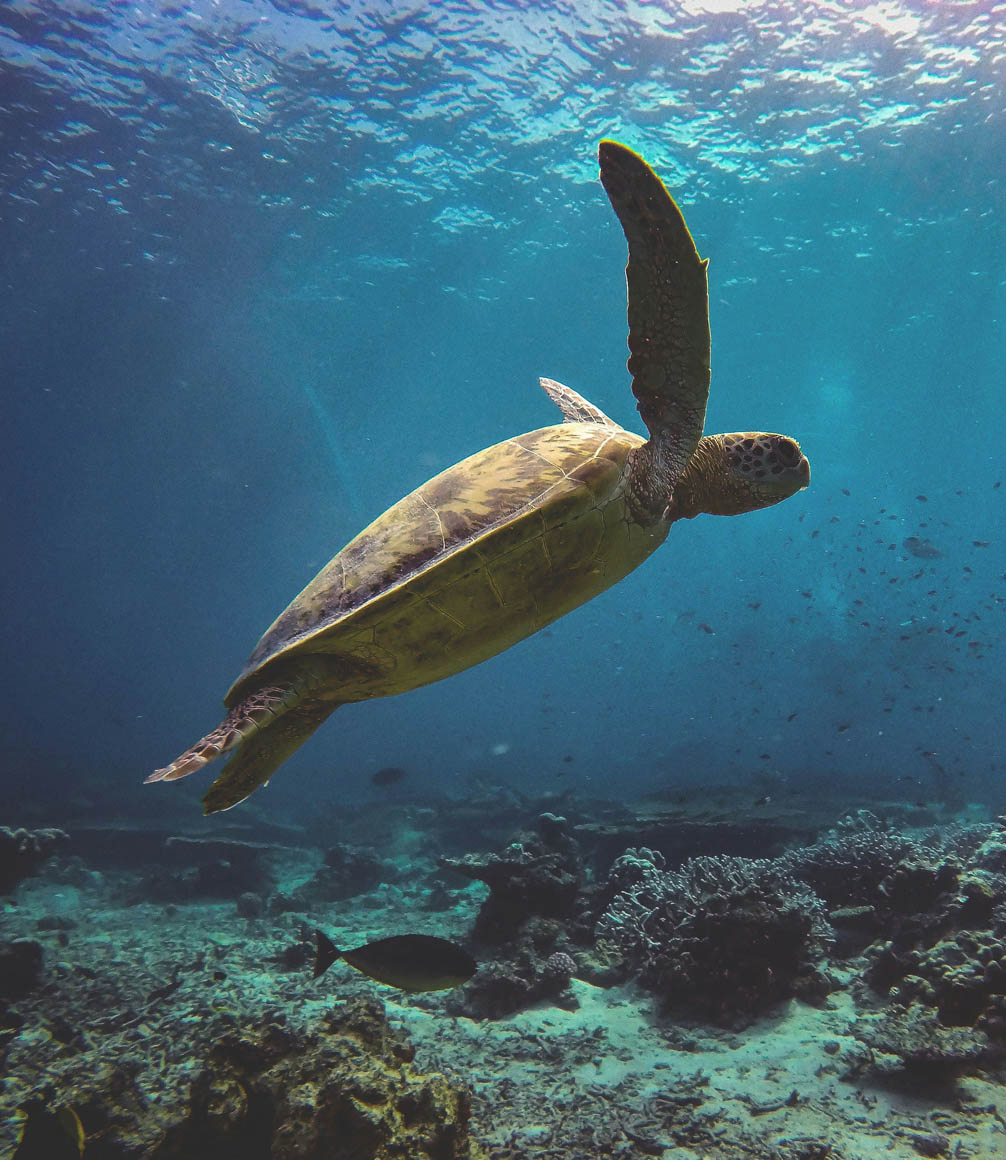 green-turtle-tanzania-coast