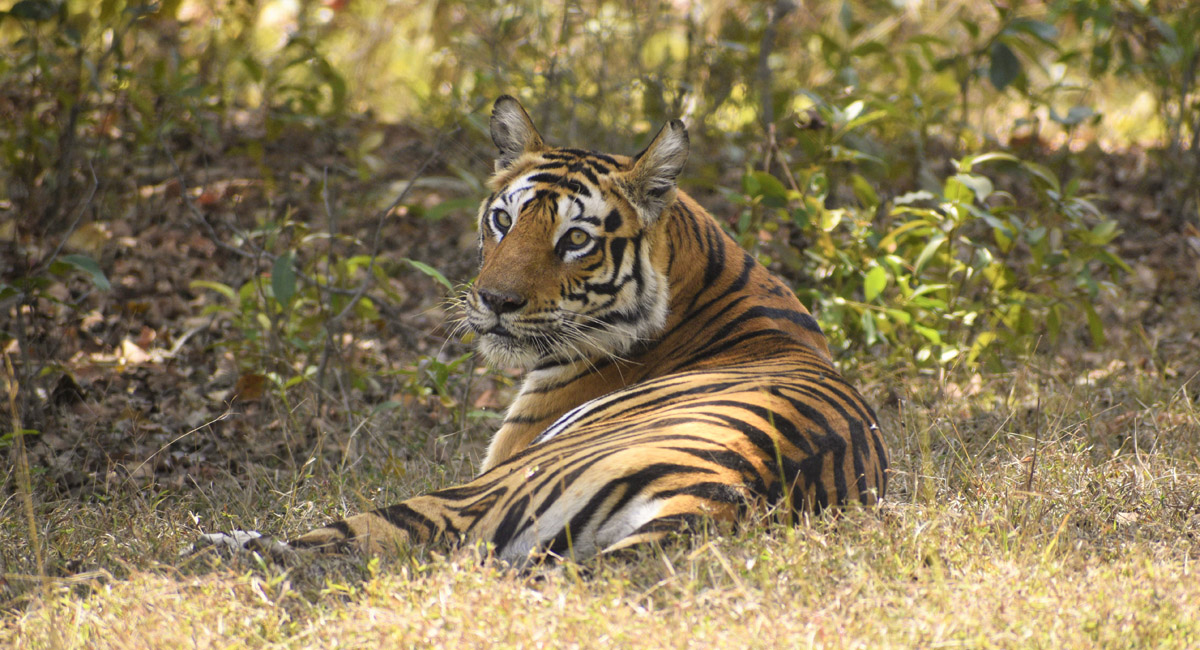 tiger lying down in the undergrowth in pench 