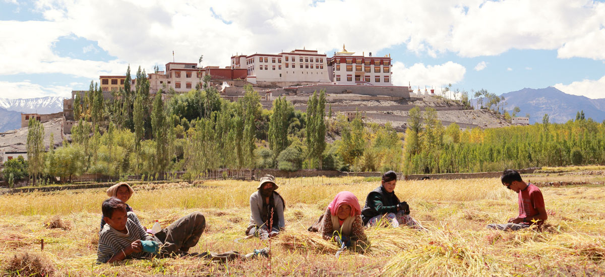local villagers working in field near monastery in ladakh