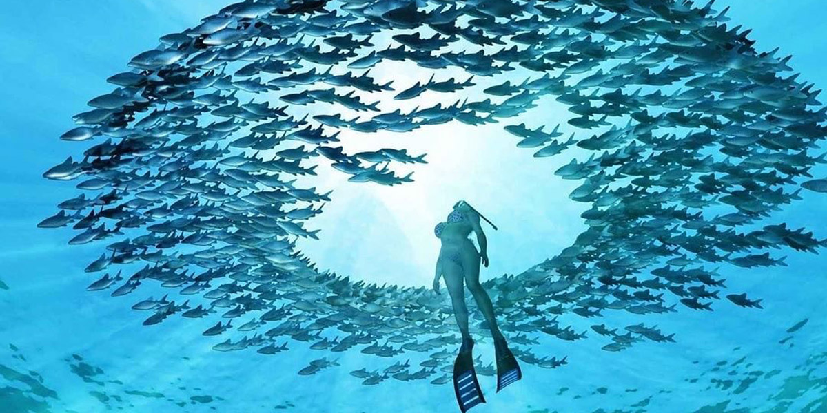 guest swimming amongst tropical fish at fundu lagoon pemba island