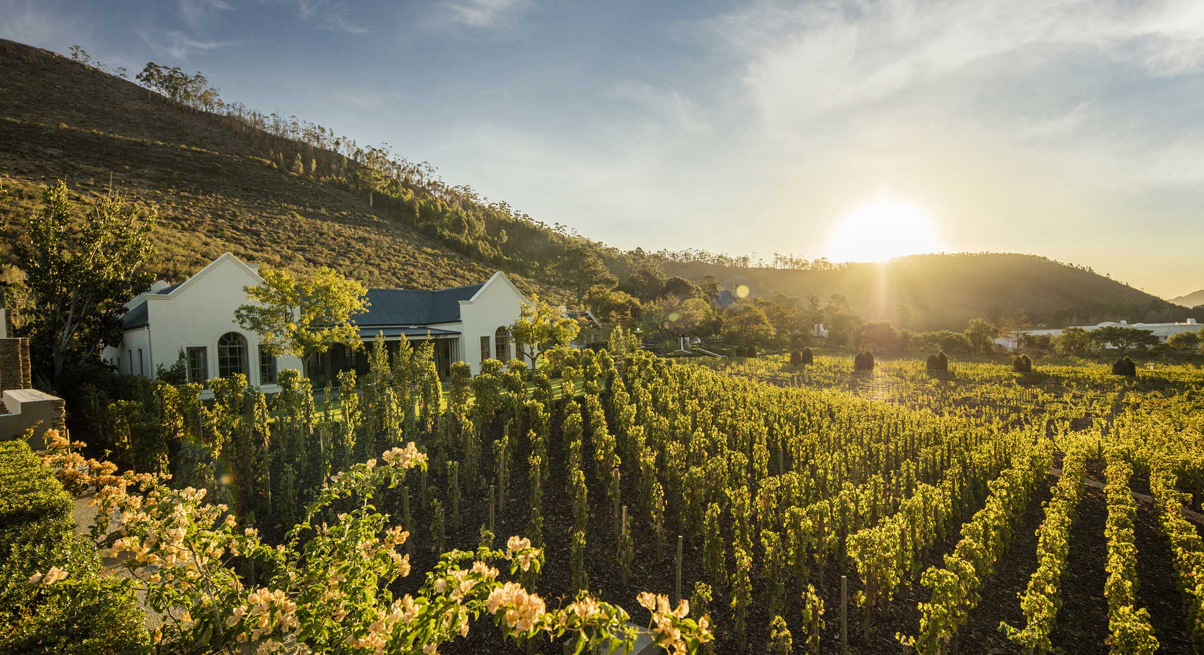 view of the vineyards at leeu estates in cape winelands