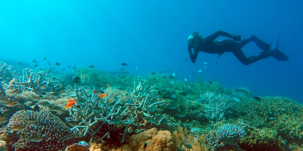 fanjove island scuba diving at laba