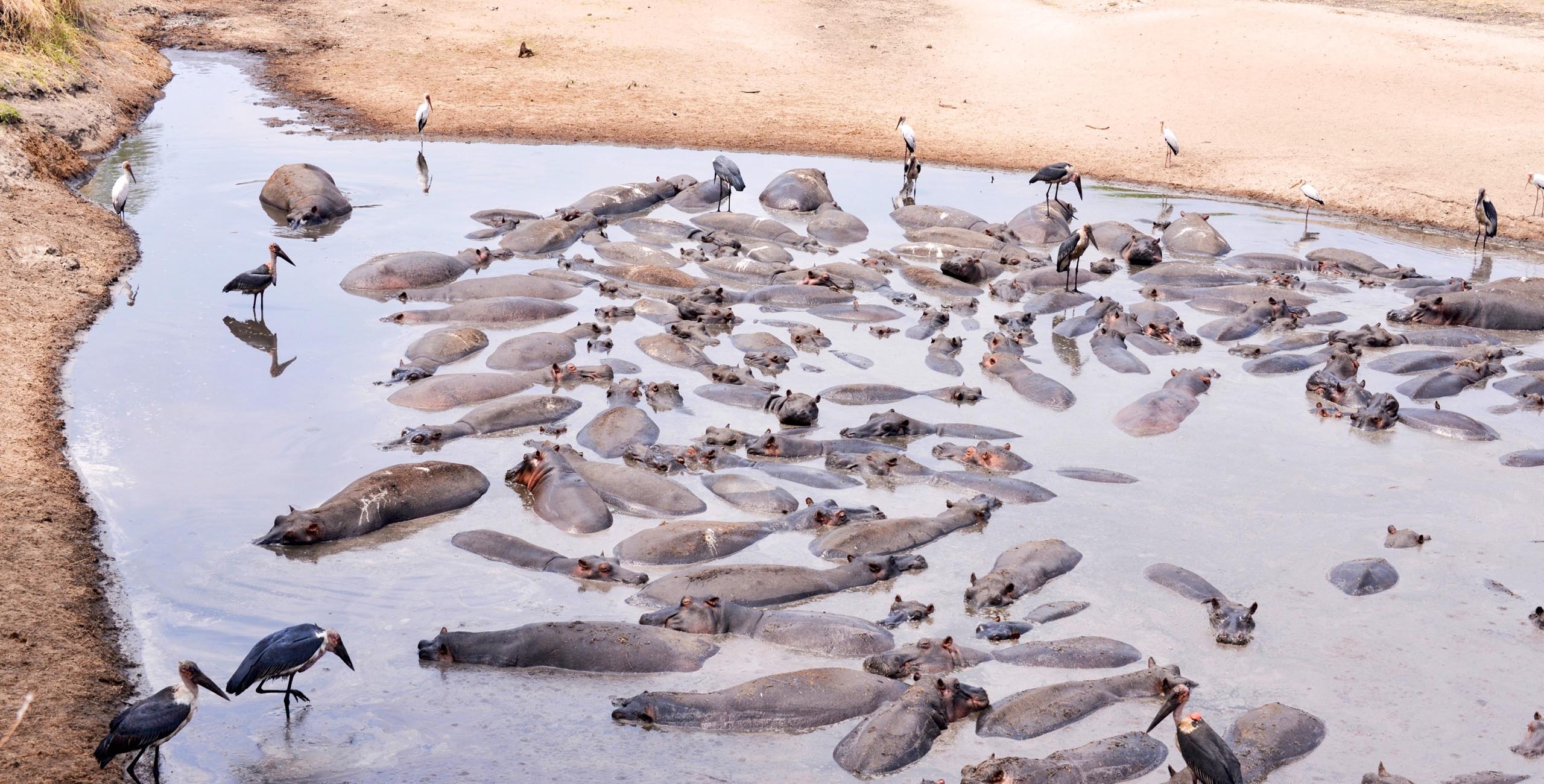 superpod of hippo in katavi national park
