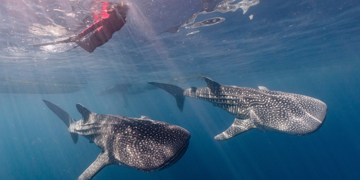 whale sharks swimming with snorkeller observing in mafia island tanzania