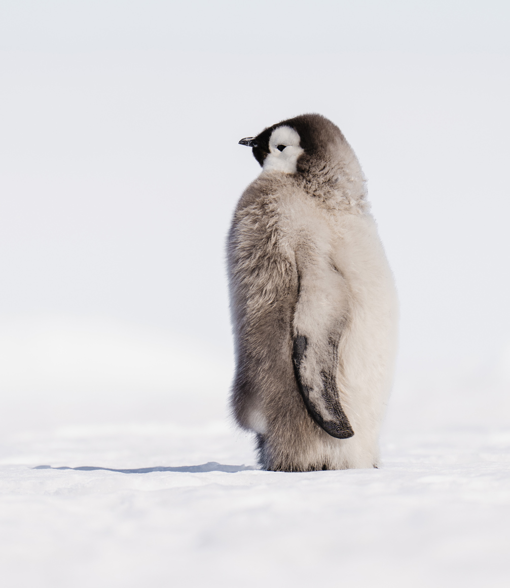 fluffy chick at penguin colony at atka bay antarctica