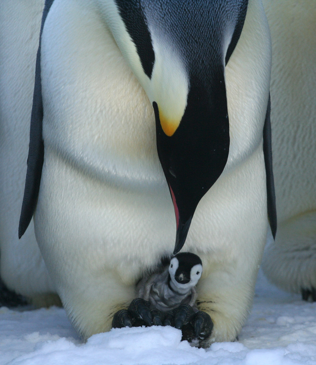 penguin and chick at penguin colony at atka bay antarctica