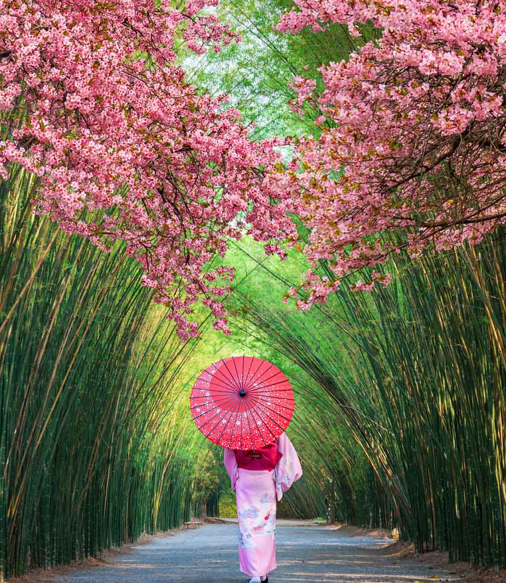 woman in kimono walking through bamboo forest with sakura blossom