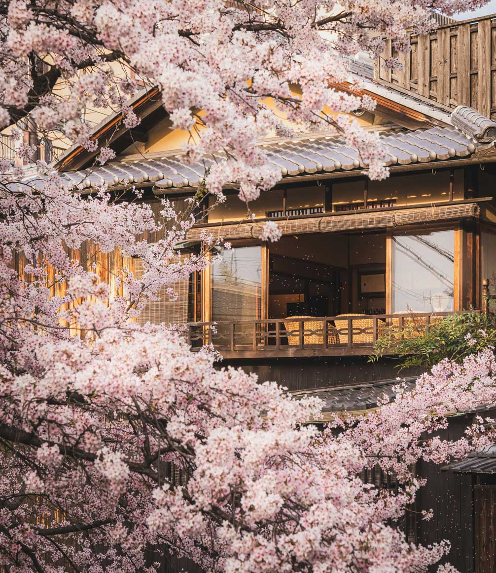 cherry blossom around a house in japan