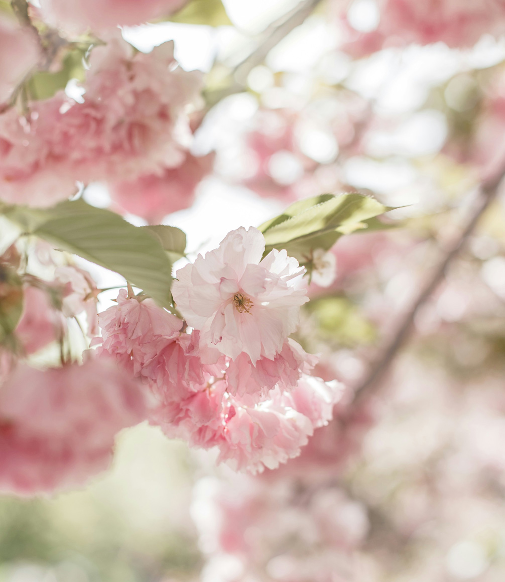 cherry blossom in japan