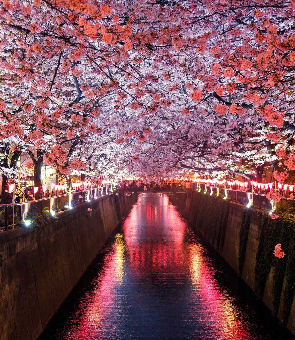 city canal lined by sakura in japan