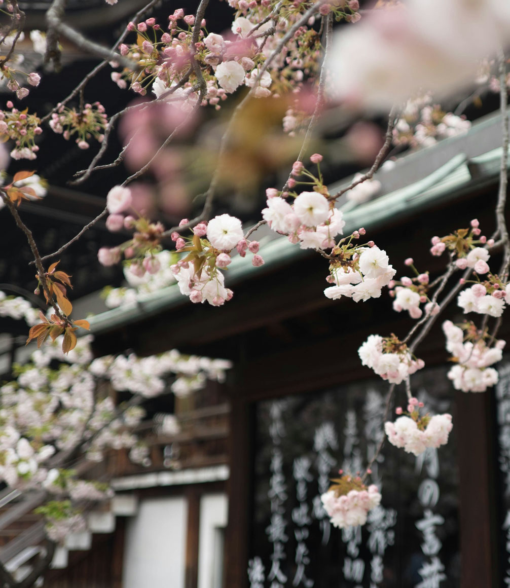cherry blossom around a temple in japan