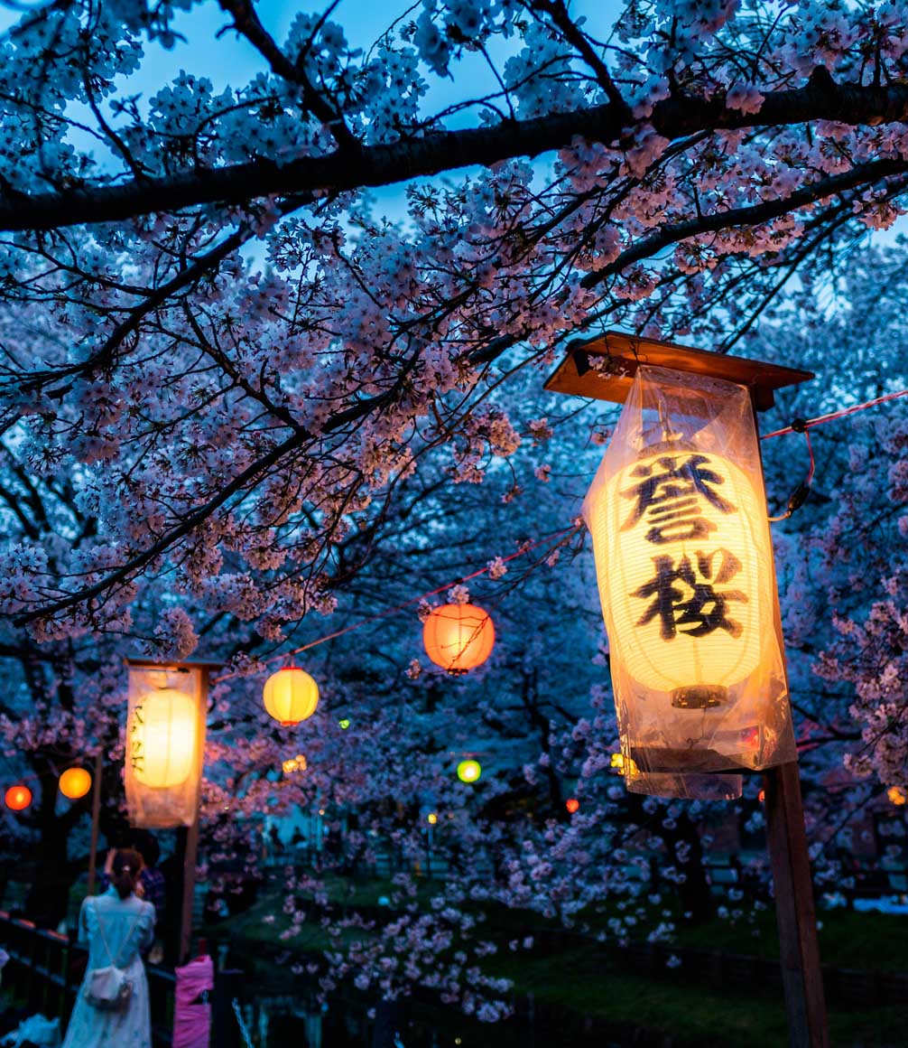lanterns in the evening hanging from cherry blossom trees in japan