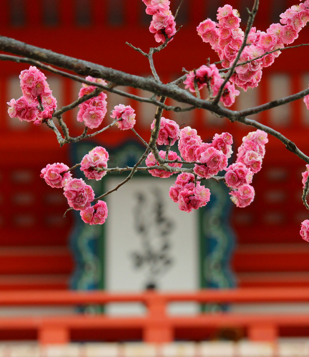 cherry blossom in japan sakura season