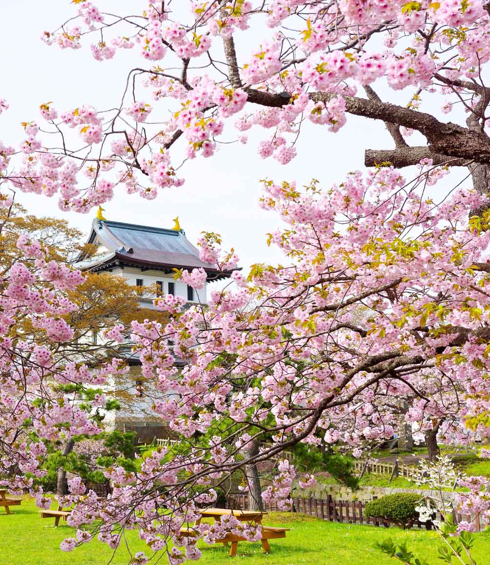 matsumai castle surrounded by cherry blossom in hokkaido